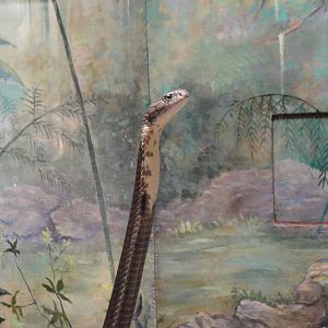 Reptile House - King Cobra