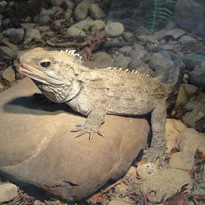 Reptile House - Tuatara