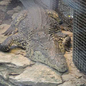 Reptile House - Cuban Crocodile