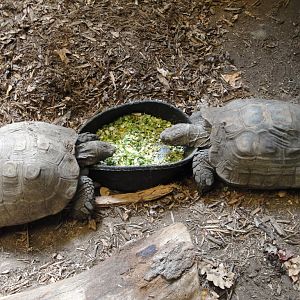 Reptile House - Burmese Brown Tortoises