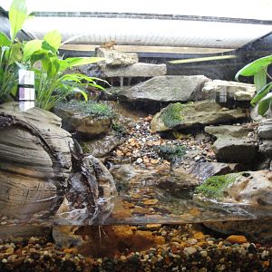 Reptile House - Panamanian Golden Frog Exhibit