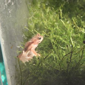 Amazing Amphibians - Kihansi Spray Toad