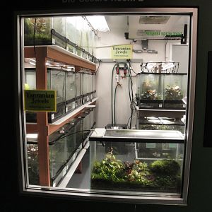 Amazing Amphibians - Kihansi Spray Toad Breeding Facility