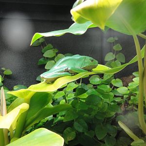 Amazing Amphibians - Giant Waxy Tree Frog