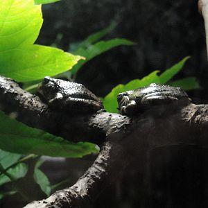 Amazing Amphibians - Grey Tree Frogs