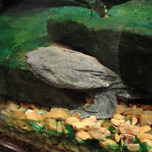 Amazing Amphibians - Eastern Hellbender