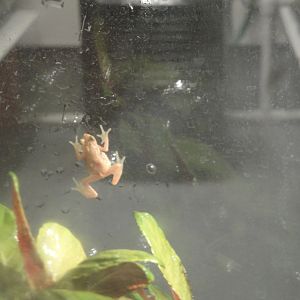 Amazing Amphibians - Kihansi Spray Toad