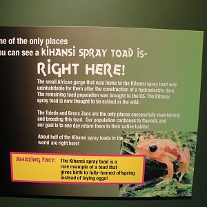 Amazing Amphibians - Kihansi Spray Toad Graphic