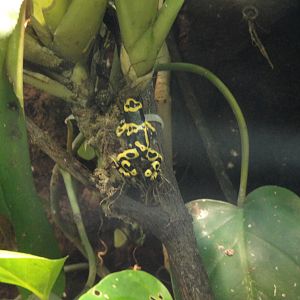Amazing Amphibians - Yellow-banded Poison Dart Frog