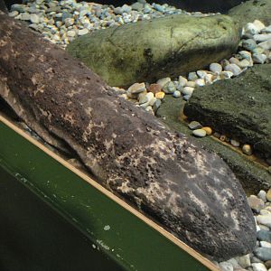 Amazing Amphibians - Japanese Giant Salamander