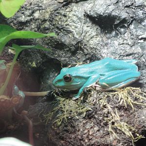 Amazing Amphibians - Chinese Gliding Frogs