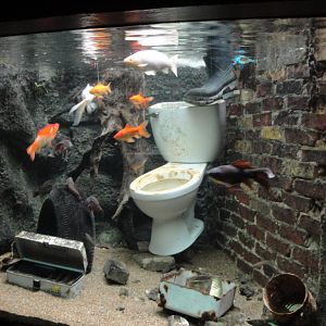 Aquarium - Pollution and Invasive Species Exhibit