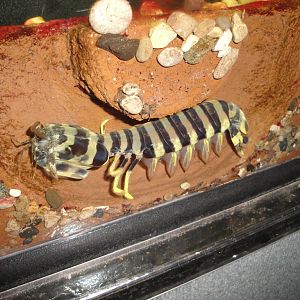 Aquarium - Mantis Shrimp