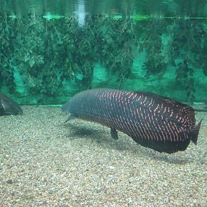 Aquarium - Arapaima
