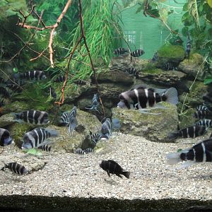 Aquarium - African Cichlids