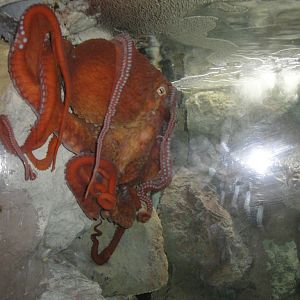 Aquarium - Giant Pacific Octopus