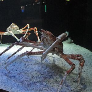 Aquarium - Japanese Spider Crabs