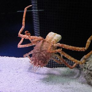 Aquarium - Deep Sea Decorator Crab