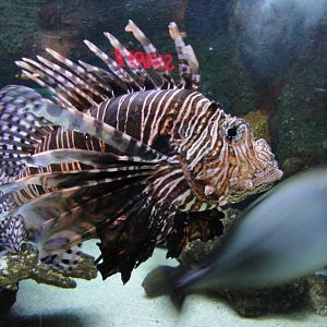 Aquarium - Lionfish