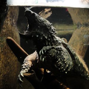 Aquarium - Alligator Snapping Turtle
