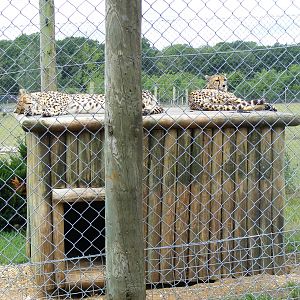 Suki and Juba the cheetahs at Marwell Wildlife, 18 July 2010