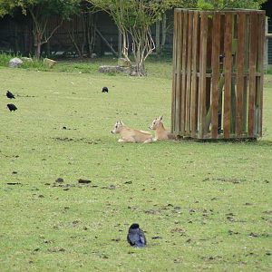 Scimitar-horned oryx calves at Marwell Wildlife, 18 July 2010