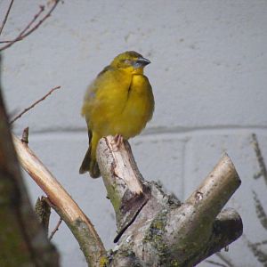 Young weaver bird (?) at Marwell Wildlife, 18 July 2010