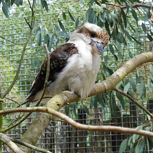 Inquisitive kookaburra at Marwell Wildlife, 18 July 2010