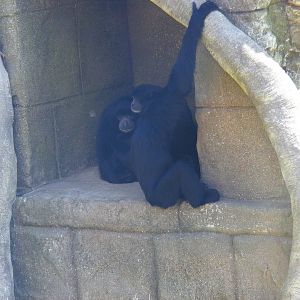 Siamang gibbons at Marwell Wildlife, 18 July 2010