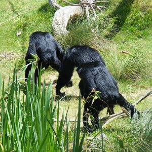Siamang gibbons at Marwell Wildlife, 18 July 2010