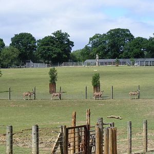 Line of greater kudus at Marwell Wildlife, 18 July 2010