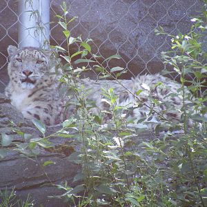 Yasmin the snow leopard at Marwell Wildlife, 18 July 2010