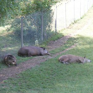 Ronaldo, Summer and Rio the Brazilian tapirs at Marwell Wildlife, 18 July 2