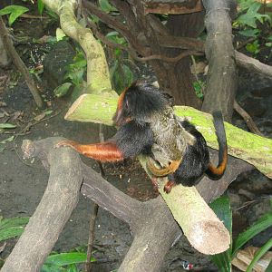 Golden Headed Lion Tamarin with baby