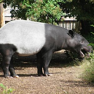 Malayan Tapir
