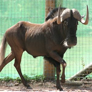 White-tailed gnu; Marwell; 18th July 2010