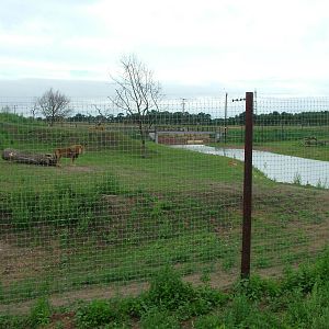 Lion Country at Yorkshire WP, 18/07/10