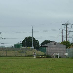 Addax at Yorkshire WP, 18/07/10