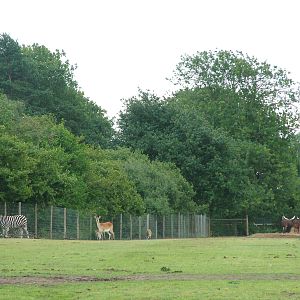 African Plains at Yorkshire WP, 18/07/10