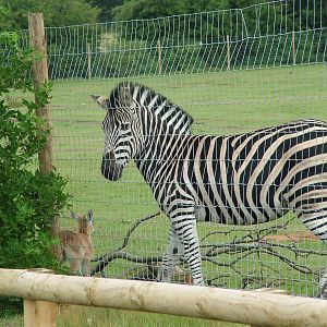 Chapman's Zebra at Yorkshire WP, 18/07/10