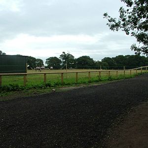 Camel Paddock at Yorkshire WP, 18/07/10