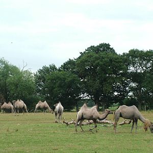 Bactrian Camels at Yorkshire WP, 18/07/10