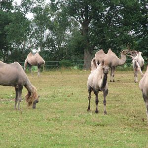 Bactrian Camels at Yorkshire WP, 18/07/10