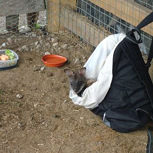 Young wallaby at Yorkshire WP, 18/07/10