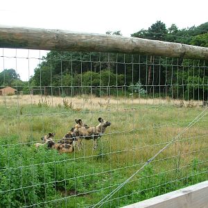 African Wild Dog Exhibit at Yorkshire WP, 18/07/10