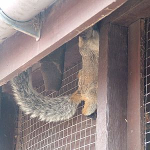 Guayaquil Squirrel at Yorkshire WP, 18/07/10