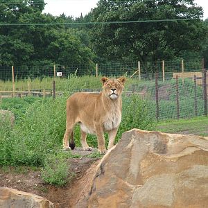 African Lion at Yorkshire WP, 18/07/10