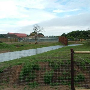 Lion Country at Yorkshire WP, 18/07/10