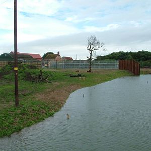 Lion Country at Yorkshire WP, 18/07/10