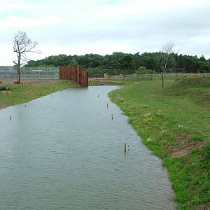 Lion Country at Yorkshire WP, 18/07/10